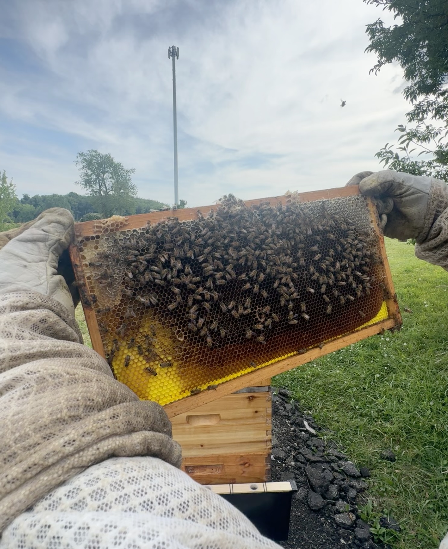 Apiary Photo 7
