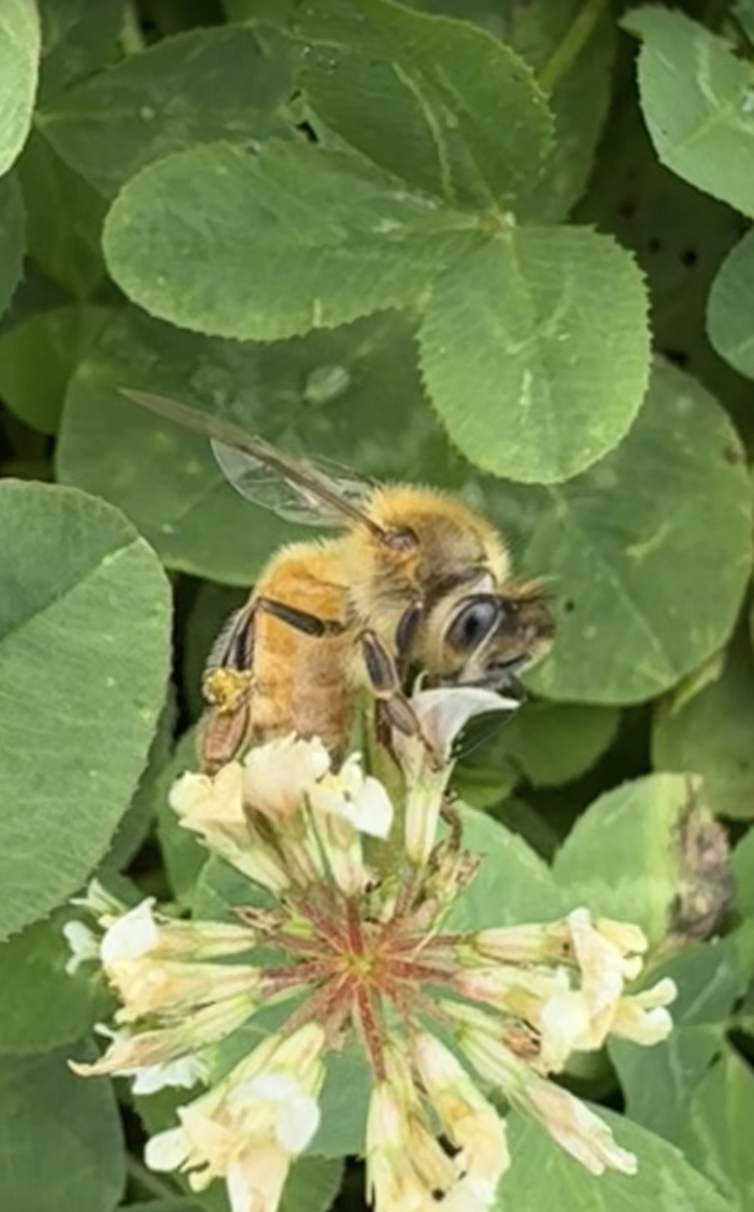 Apiary Photo 7