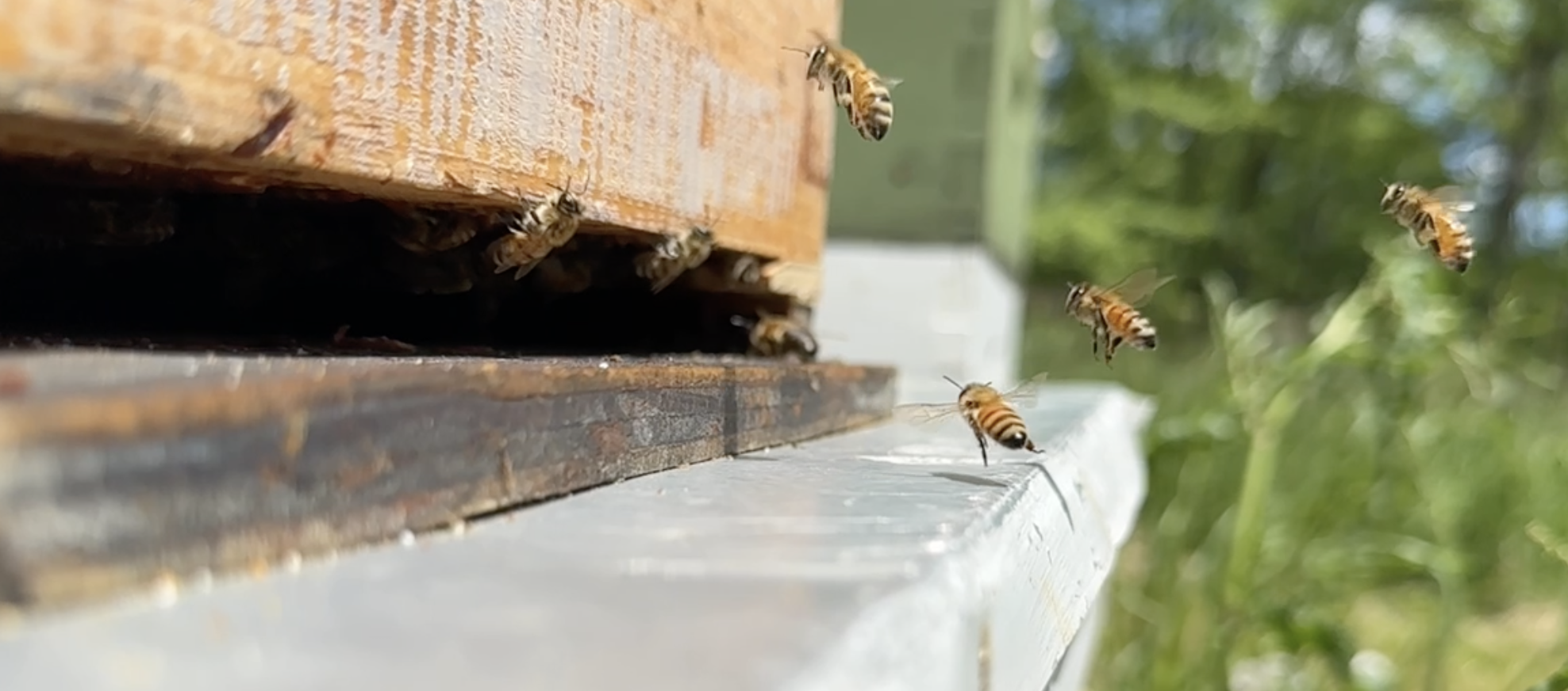 Apiary Photo 6