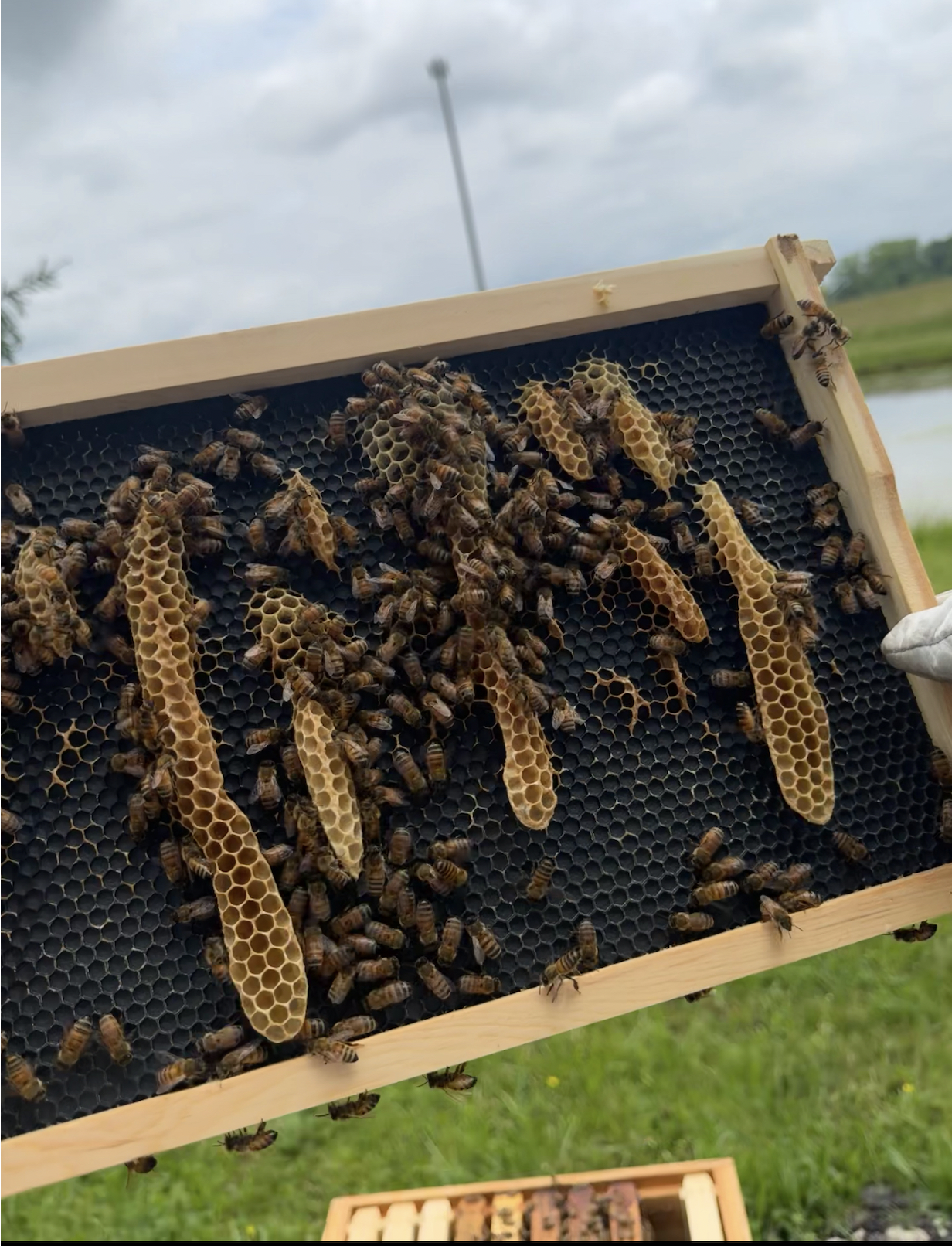 Apiary Photo 5