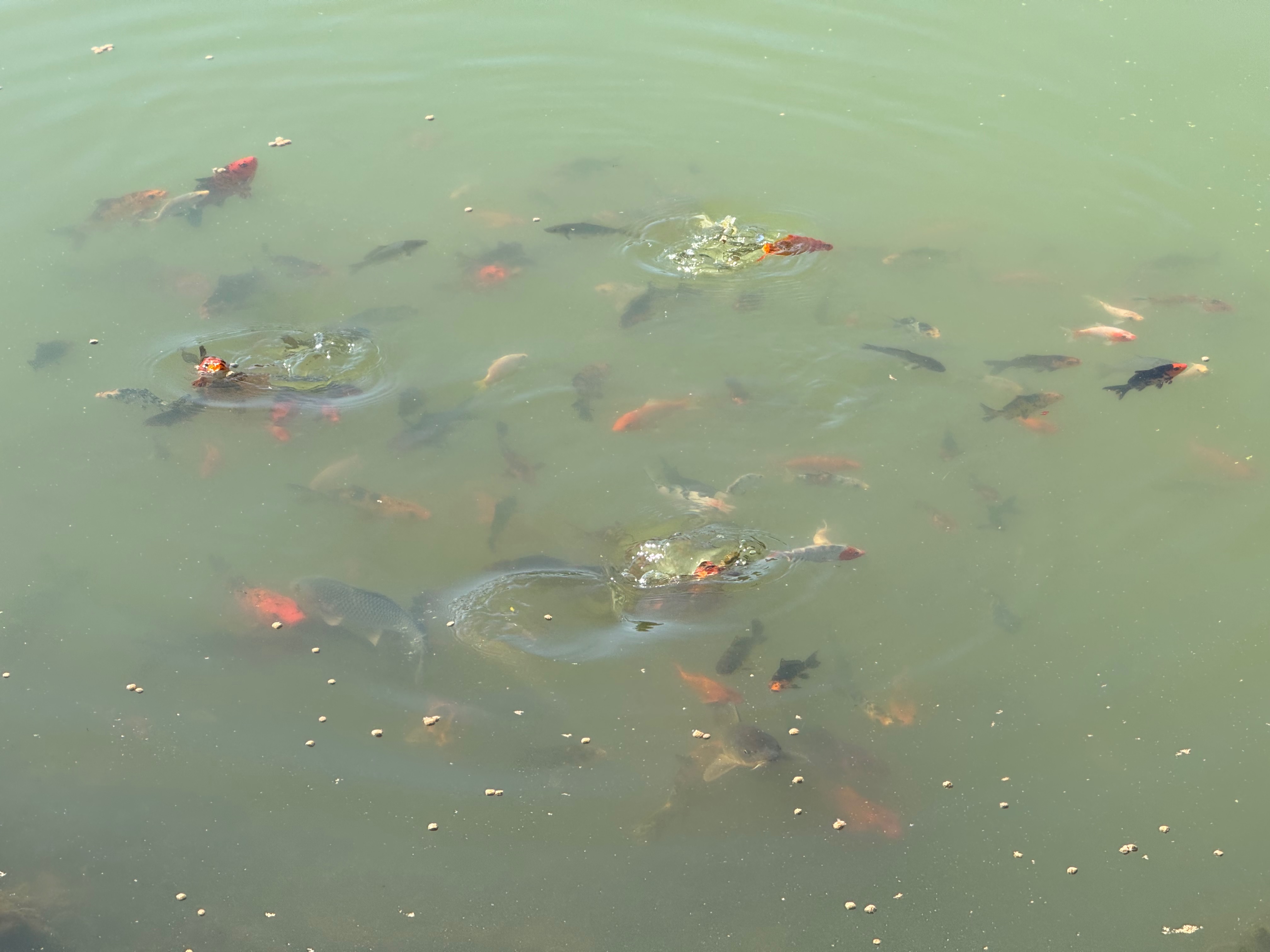 Pond