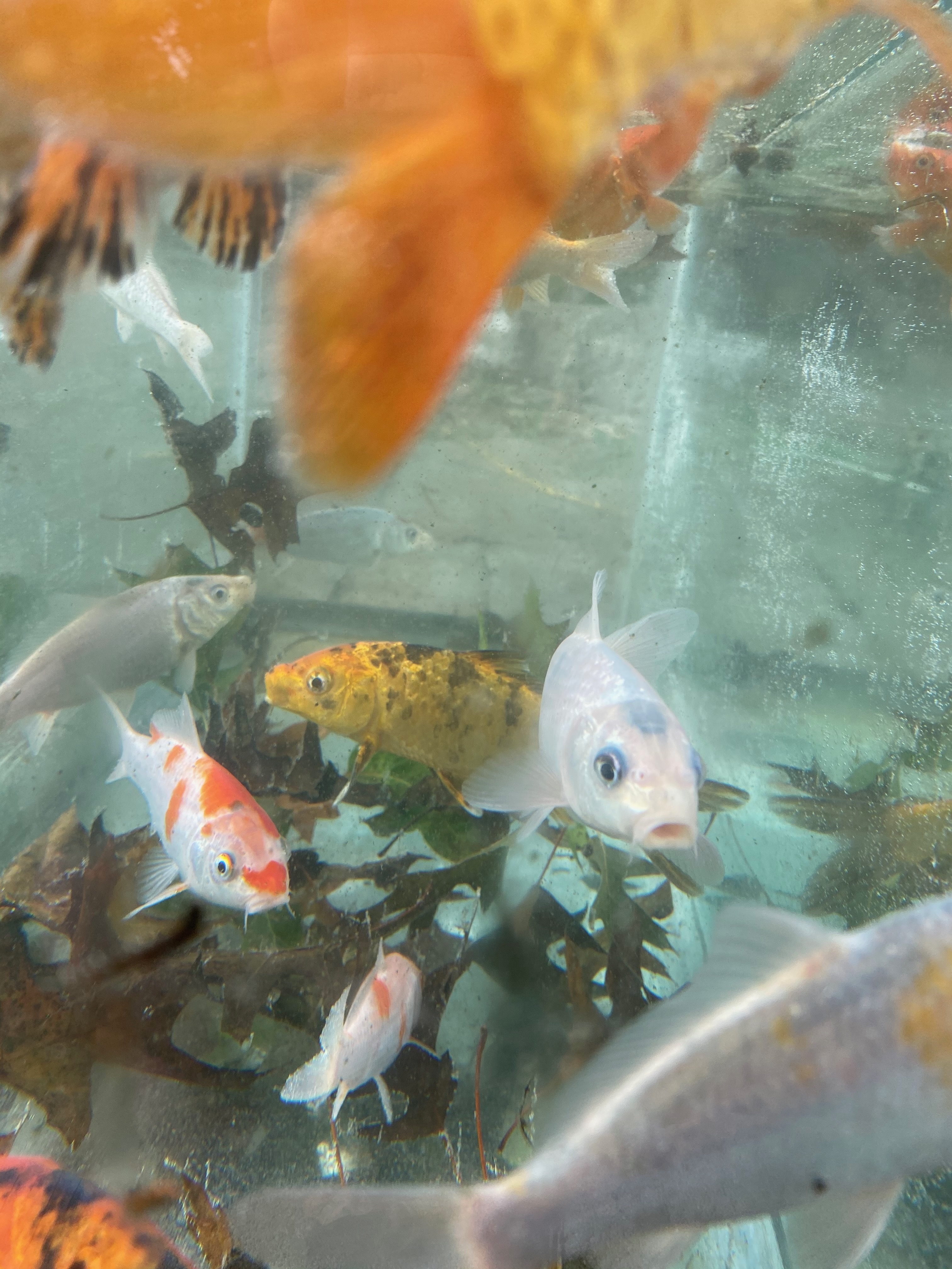 Koi