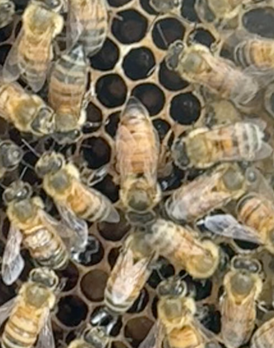 Apiary Photo 7