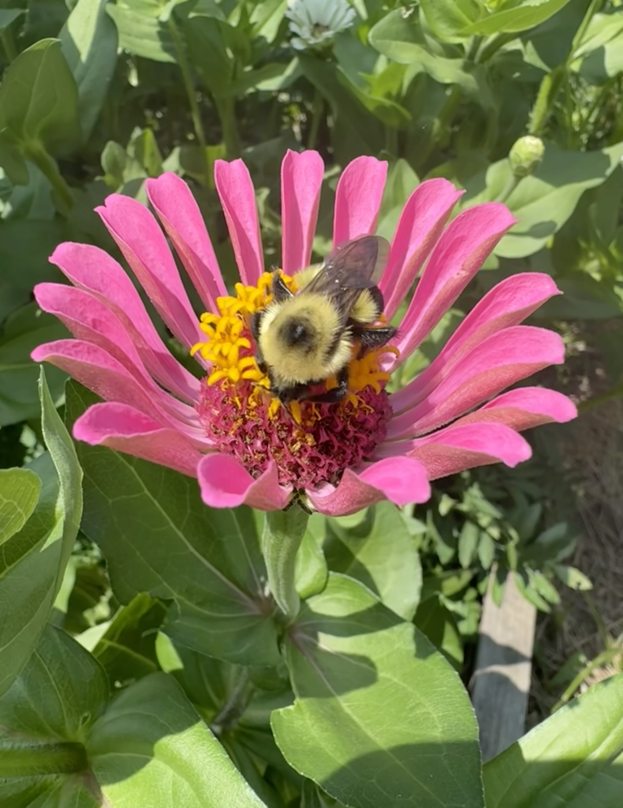 Apiary Photo 7