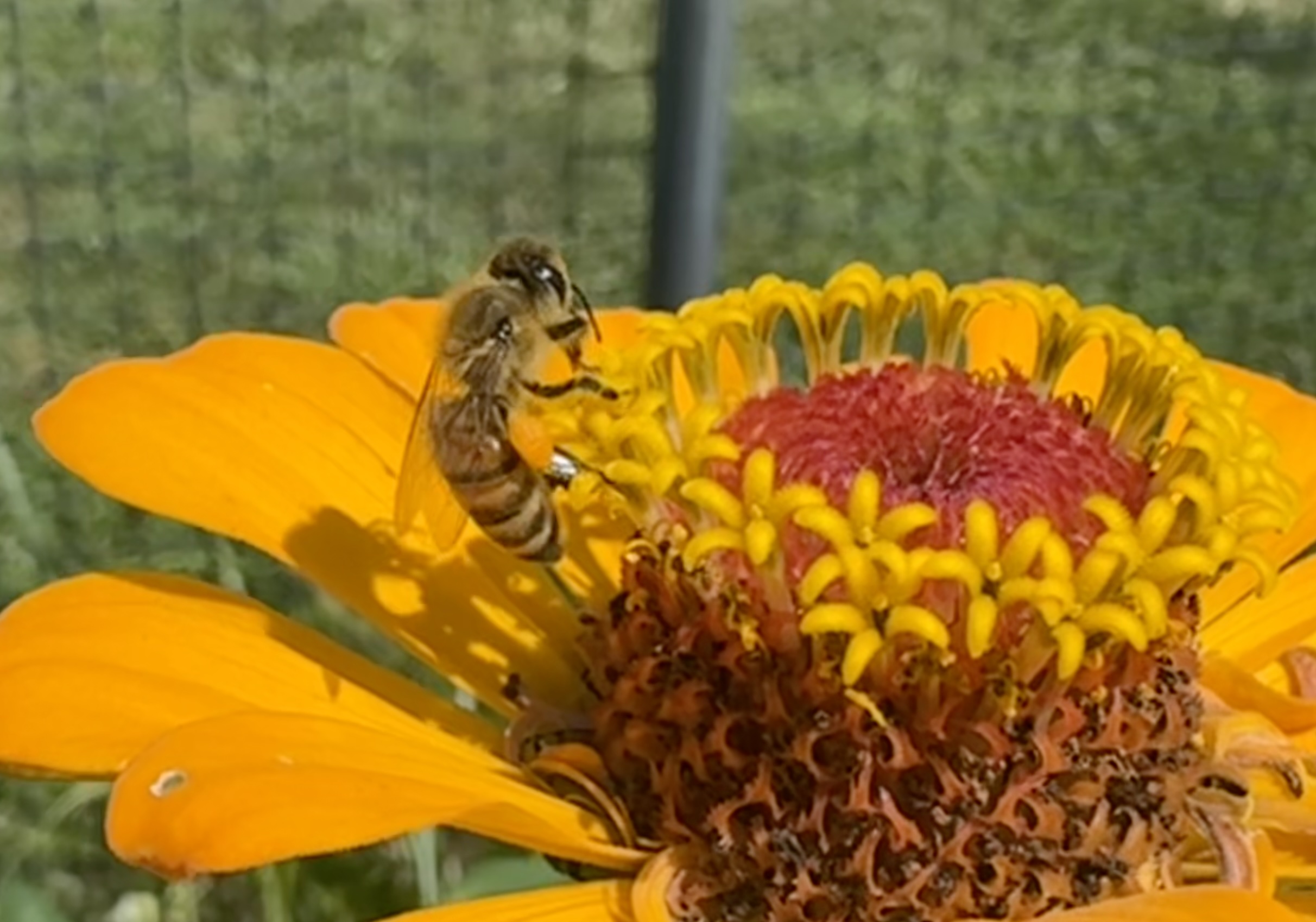 Apiary Photo 7