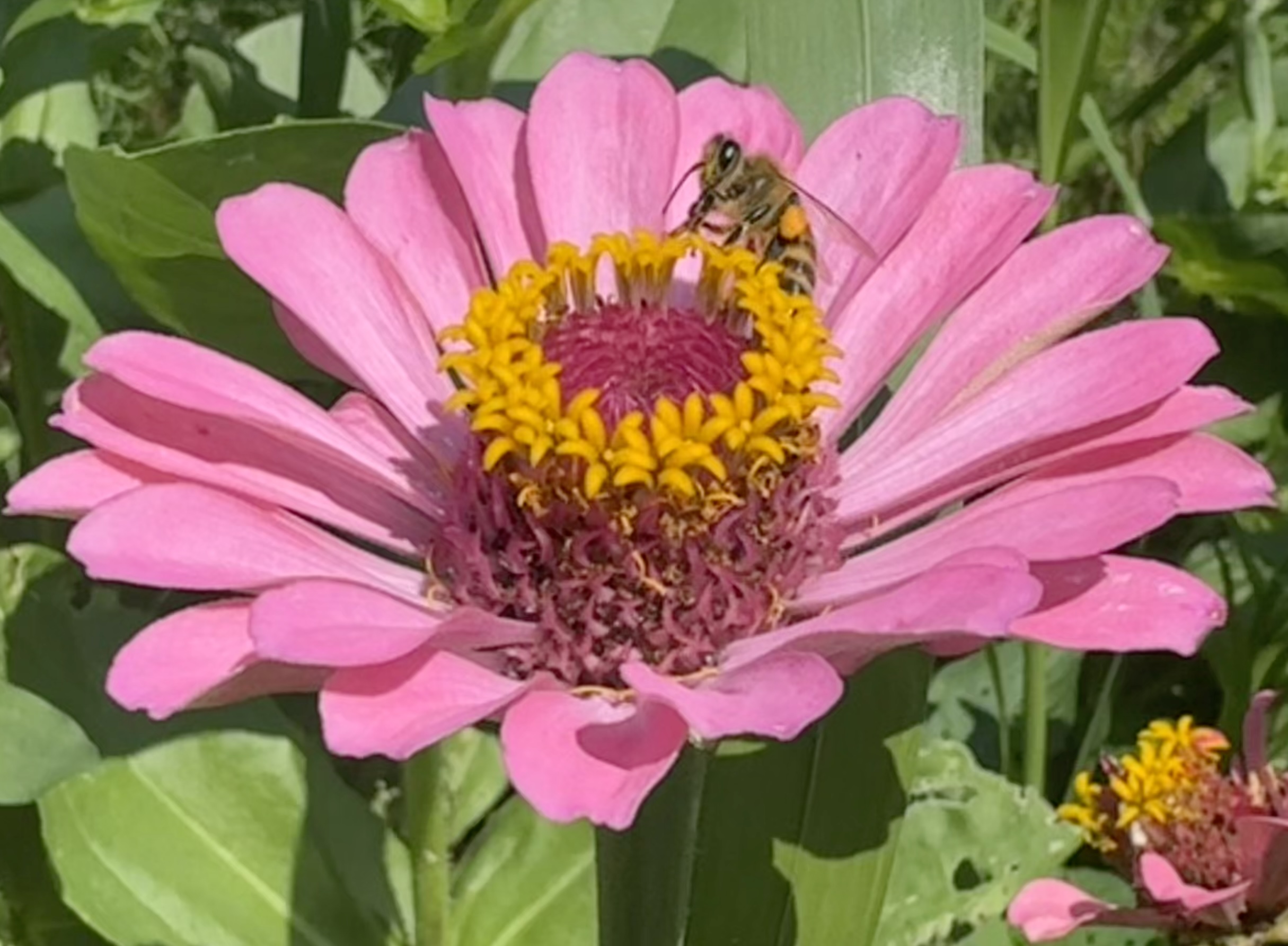 Apiary Photo 7