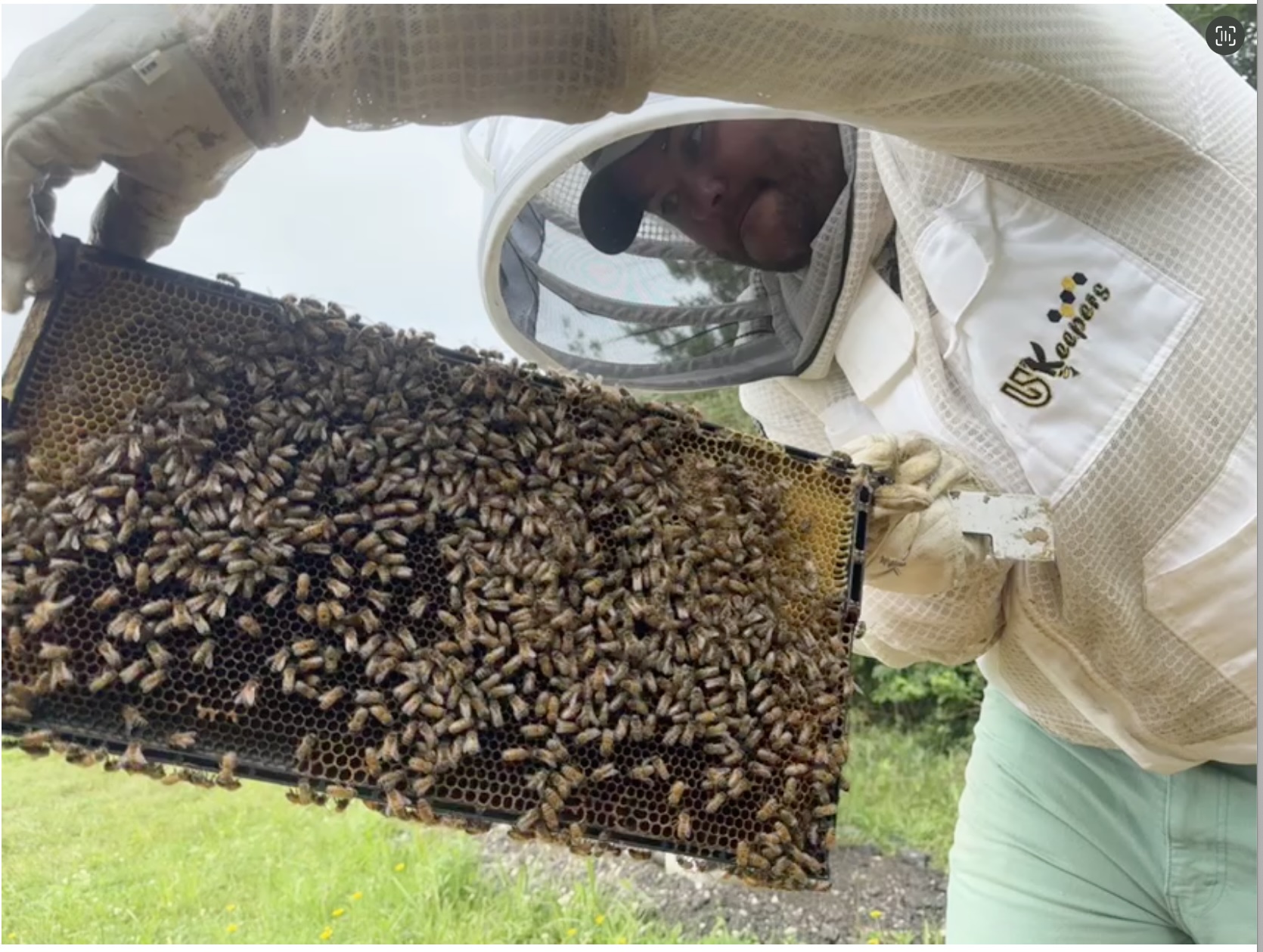 Apiary Photo 7