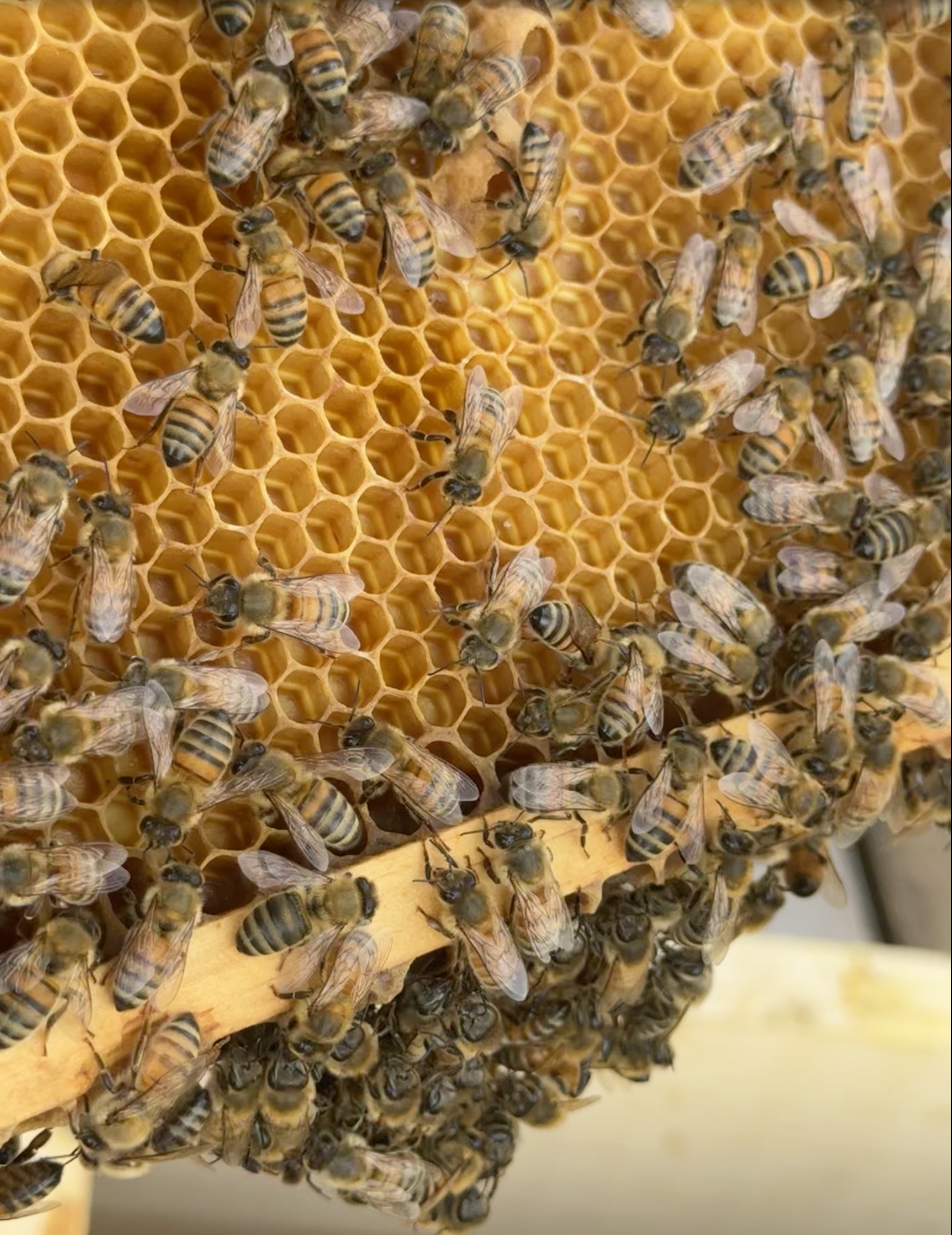 Apiary Photo 7