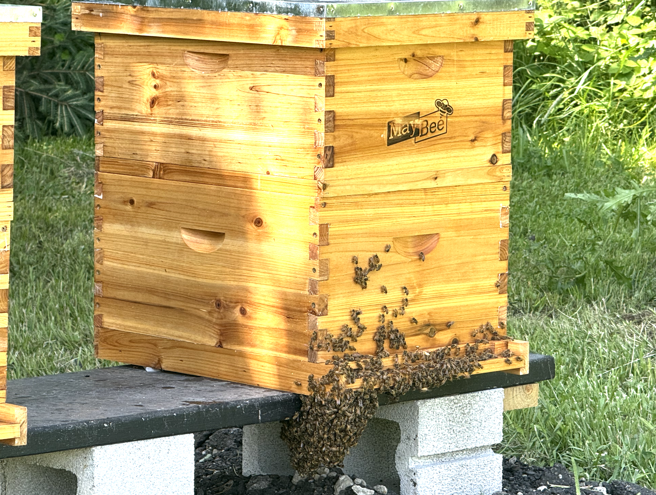 Apiary Photo 2