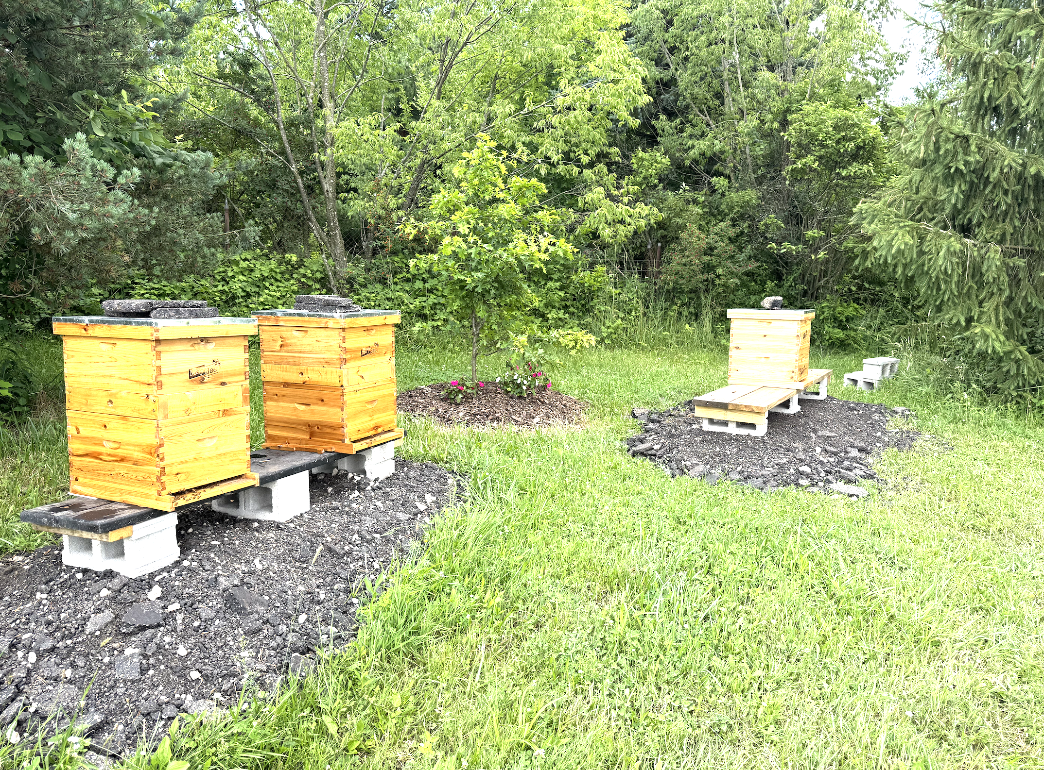 Apiary Photo 1