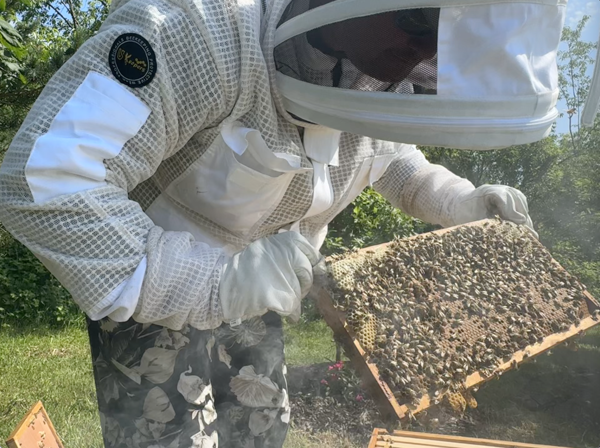 Apiary Photo 3