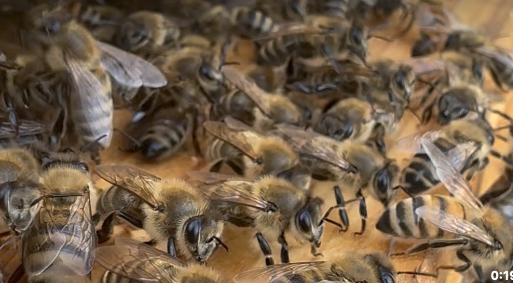Apiary Photo 7