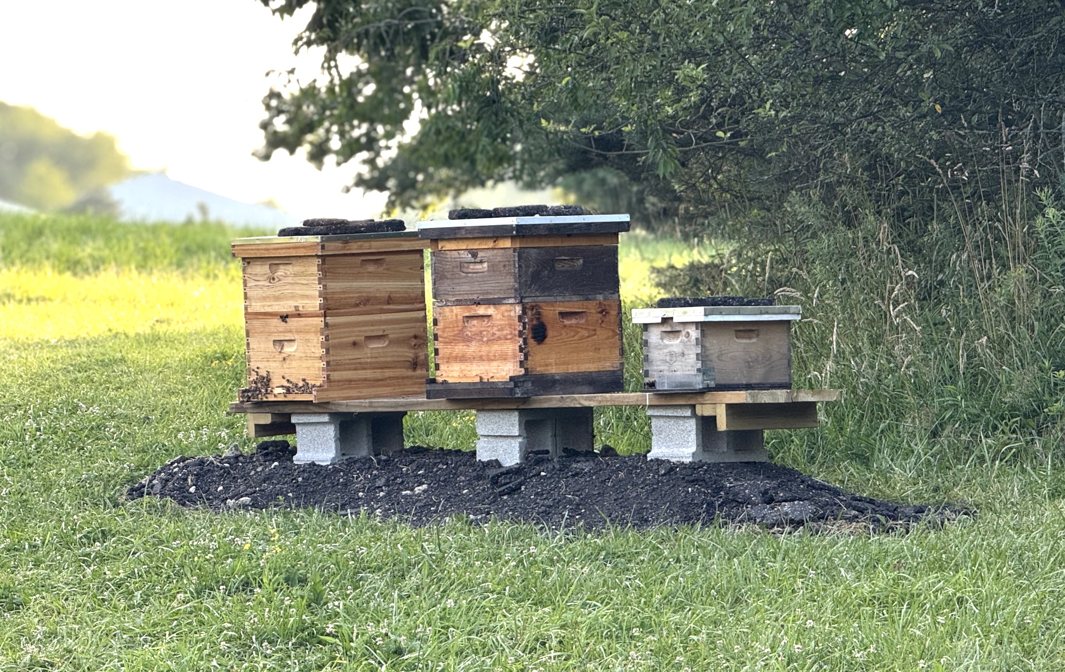 Apiary Photo 7