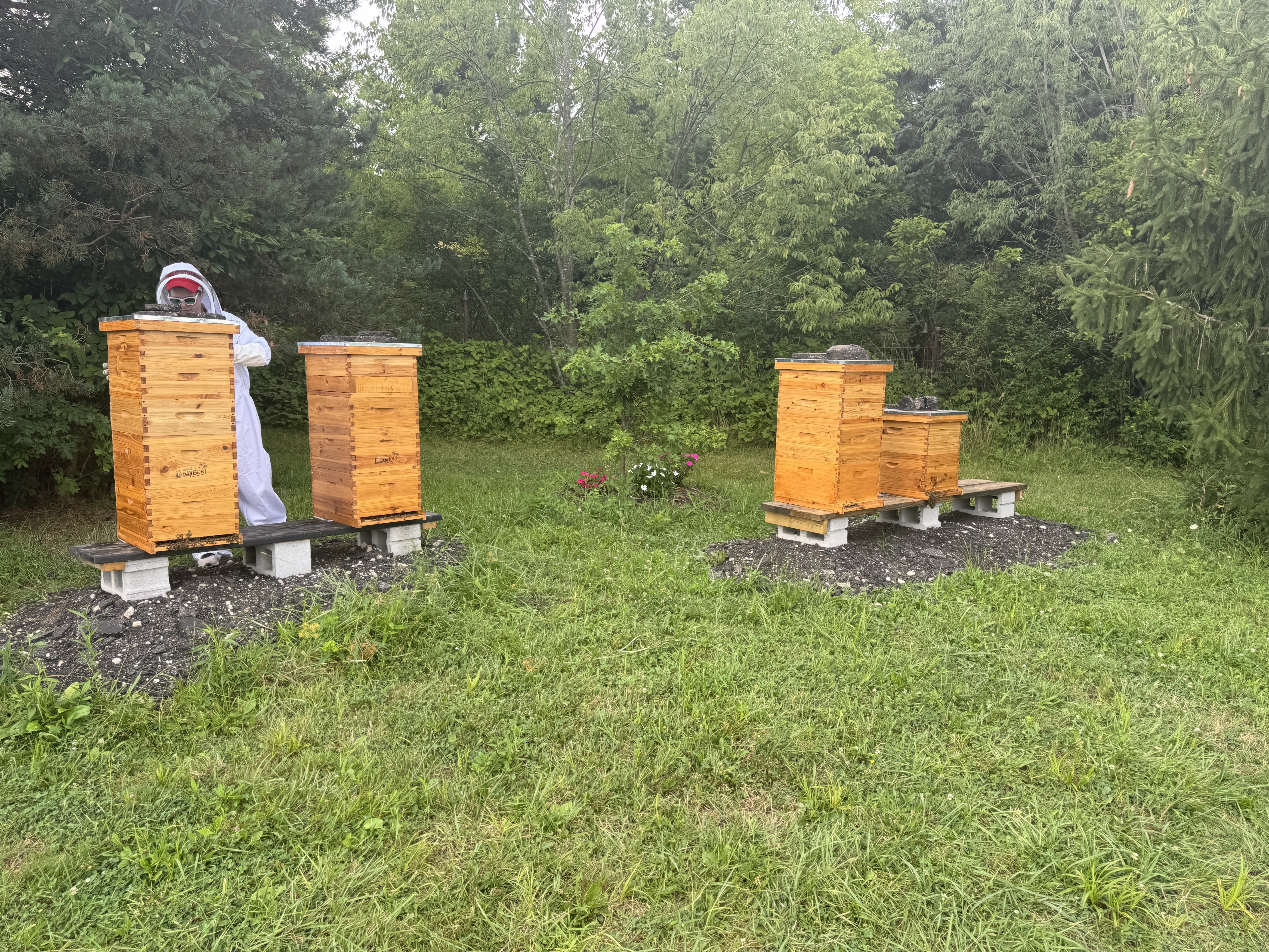 Apiary Photo 7