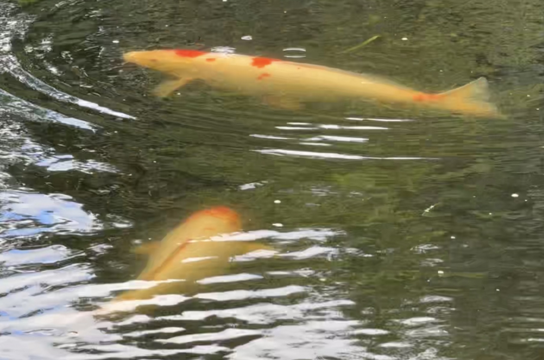 Sunlit Pond