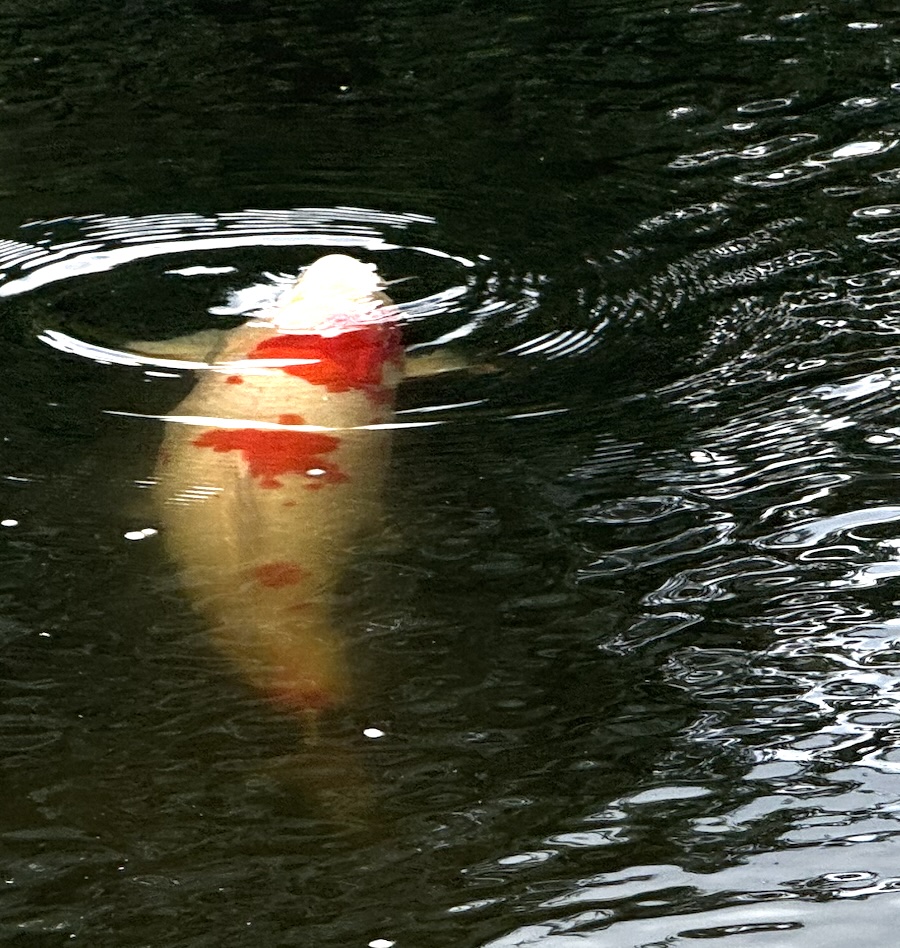 Pond View