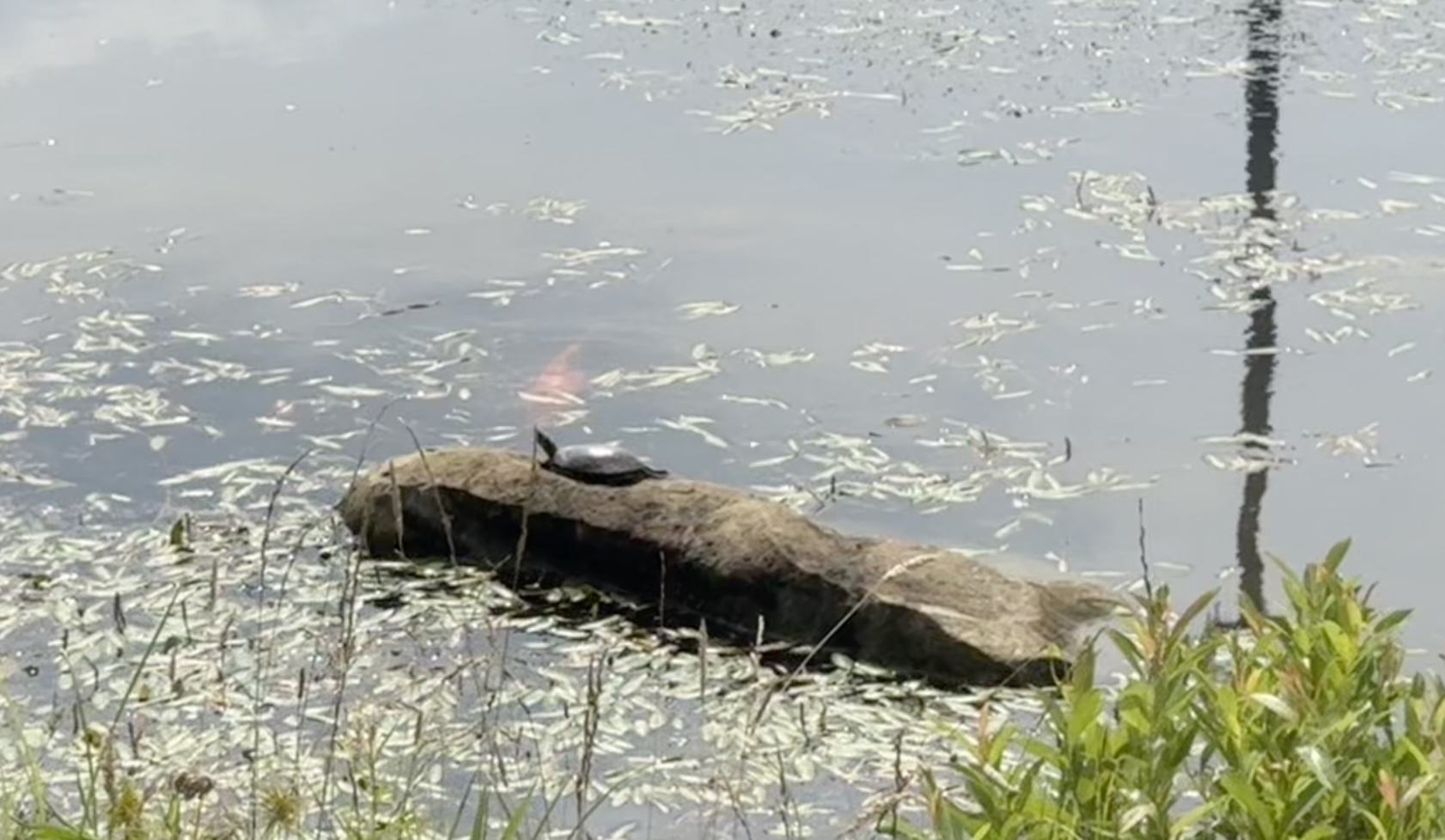 Koi 4