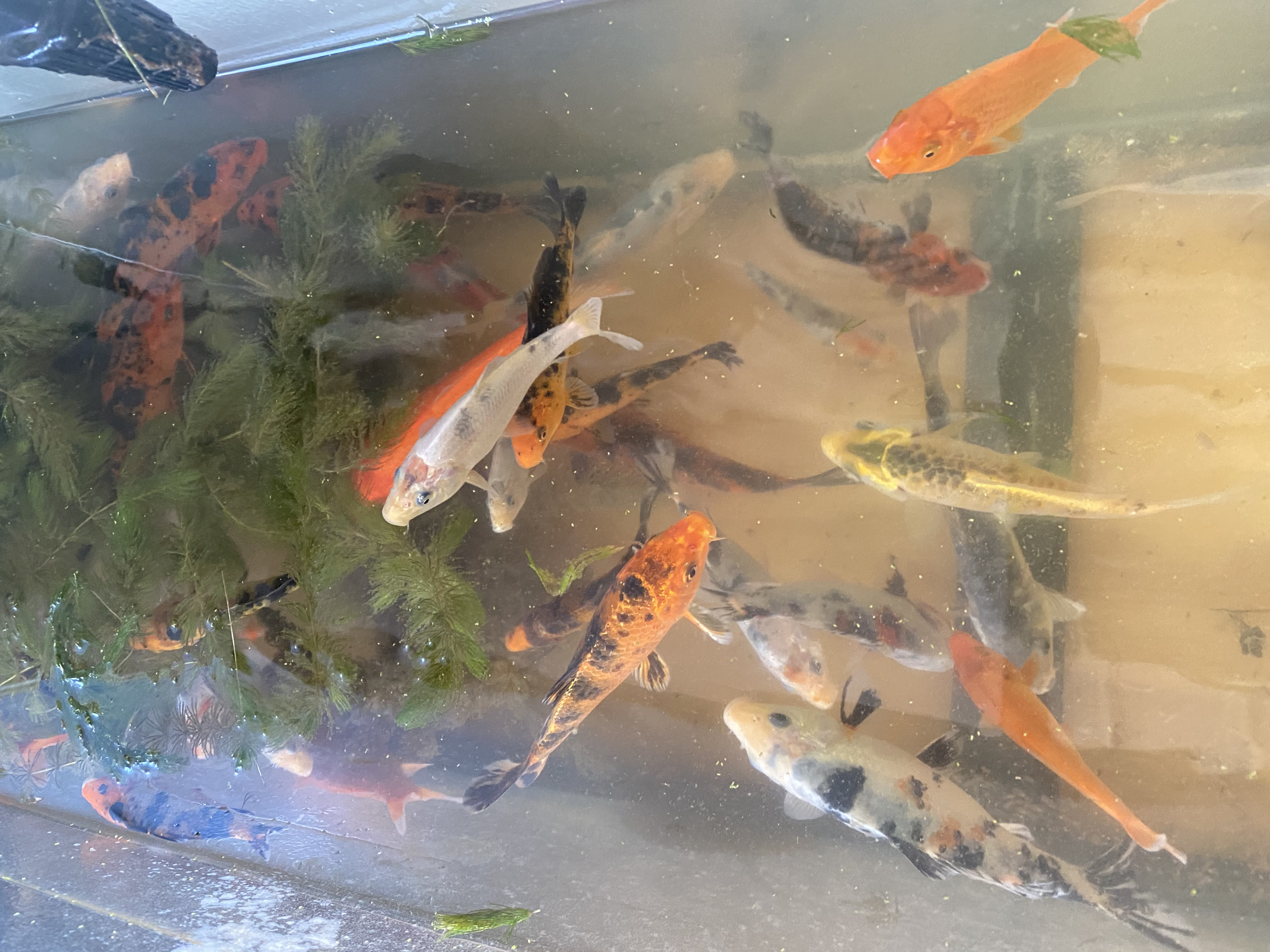 Premium Koi Lot