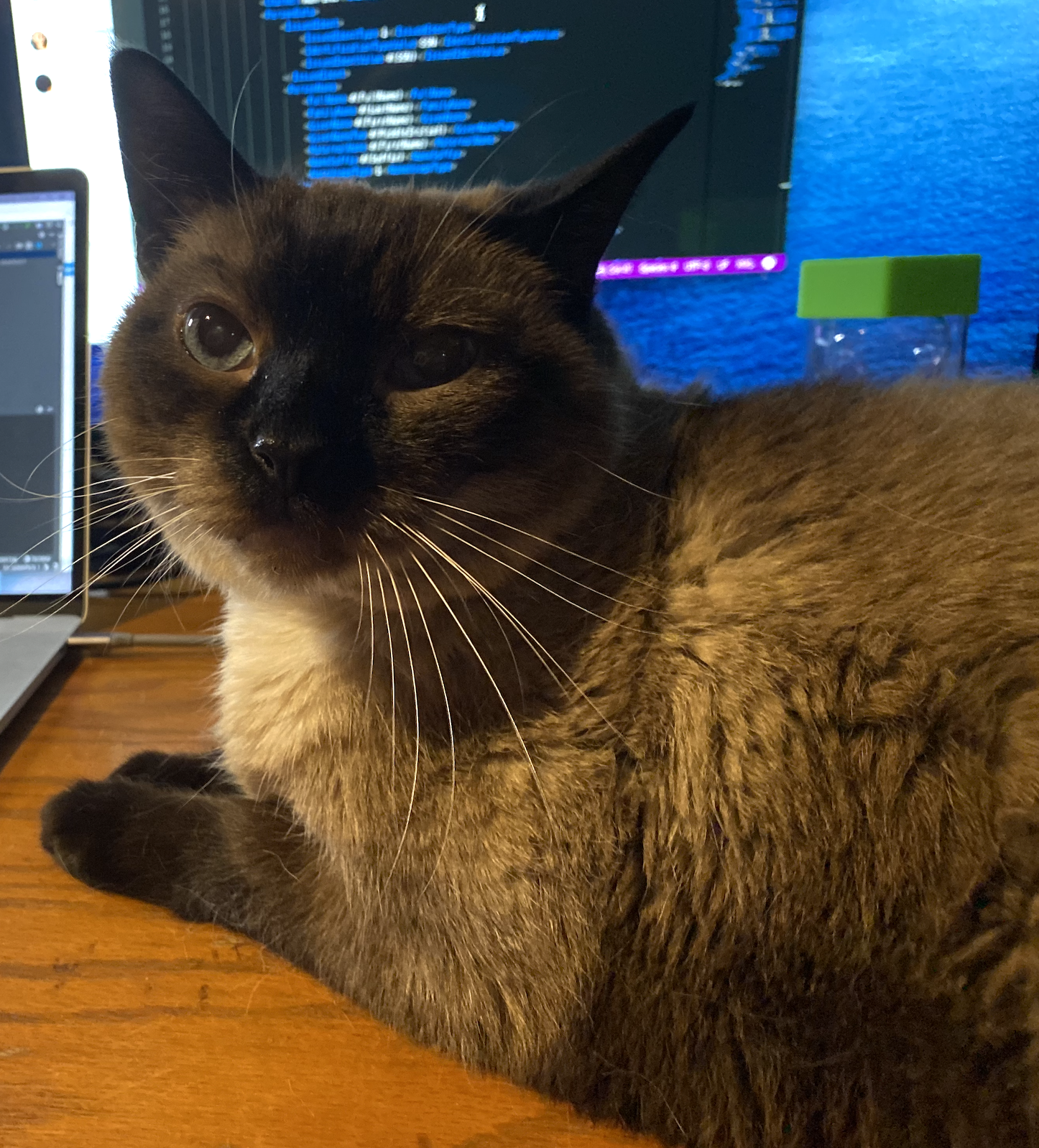 Happy Cat 1