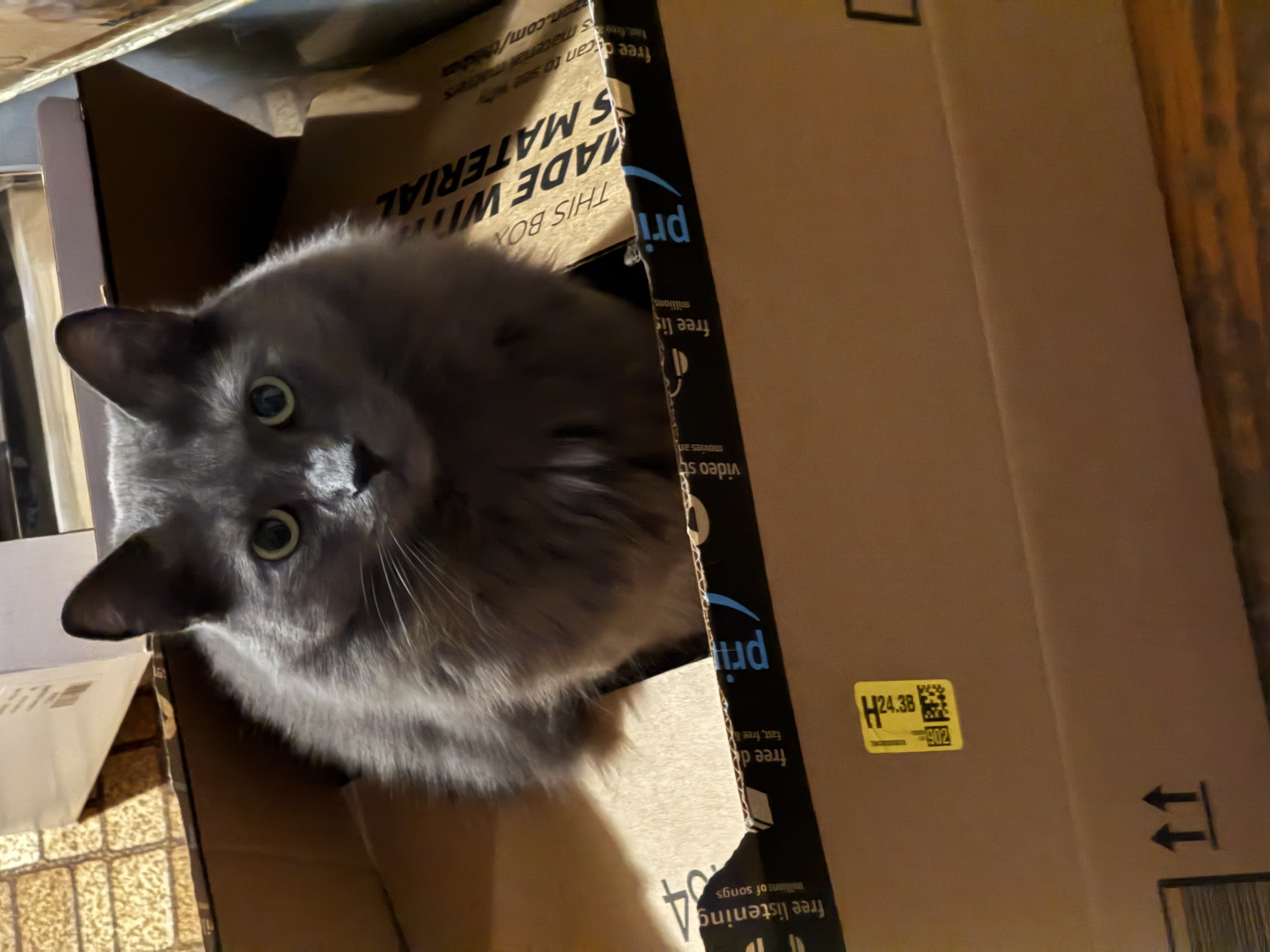 Happy Cat 3